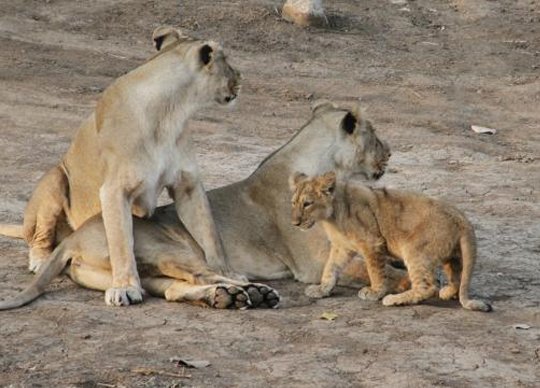 sasan gir near tourist places