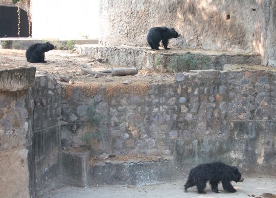 sasan gir near tourist places